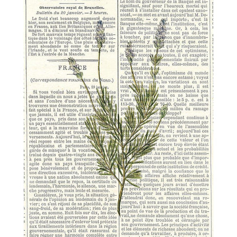 Fresh Herbs 4 White Modern Wood Framed Art Print by Allen, Kimberly