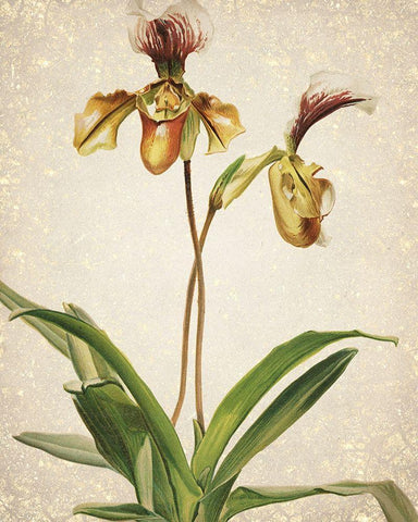 Orchids  1 White Modern Wood Framed Art Print with Double Matting by Kimberly, Allen