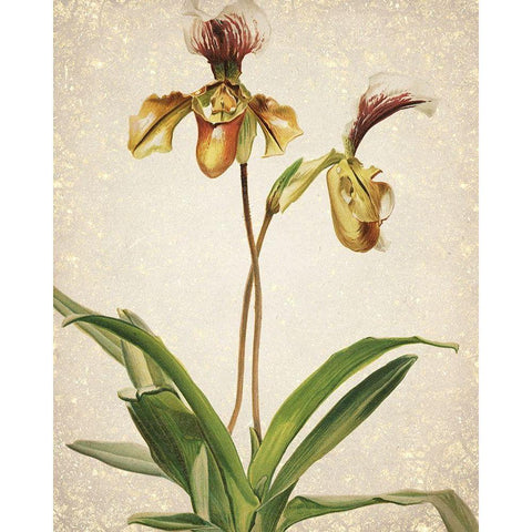 Orchids  1 Gold Ornate Wood Framed Art Print with Double Matting by Kimberly, Allen
