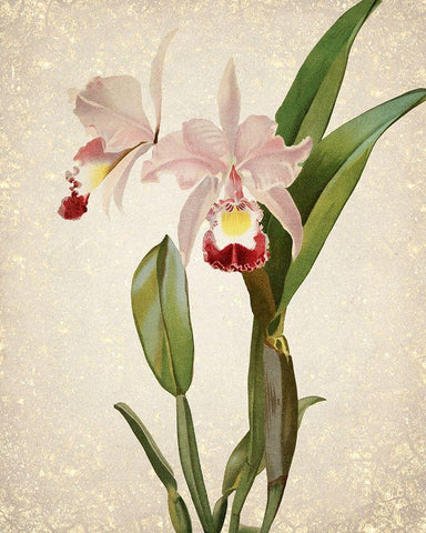Orchids  2 Black Ornate Wood Framed Art Print with Double Matting by Kimberly, Allen