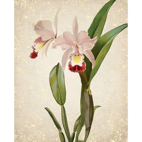 Orchids  2 White Modern Wood Framed Art Print by Kimberly, Allen