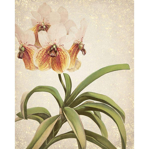Orchids 3 Gold Ornate Wood Framed Art Print with Double Matting by Kimberly, Allen