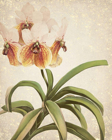 Orchids 3 White Modern Wood Framed Art Print with Double Matting by Kimberly, Allen