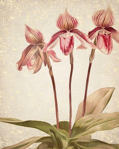 Orchids 4 White Modern Wood Framed Art Print with Double Matting by Kimberly, Allen