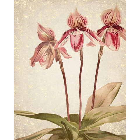 Orchids 4 White Modern Wood Framed Art Print by Kimberly, Allen