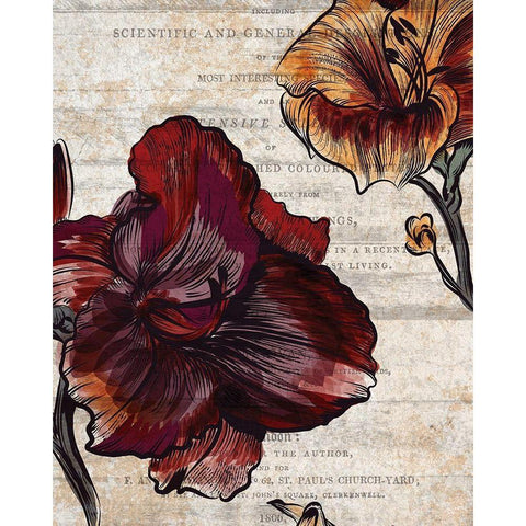 Brilliant Blooms 1 Black Modern Wood Framed Art Print with Double Matting by Kimberly, Allen