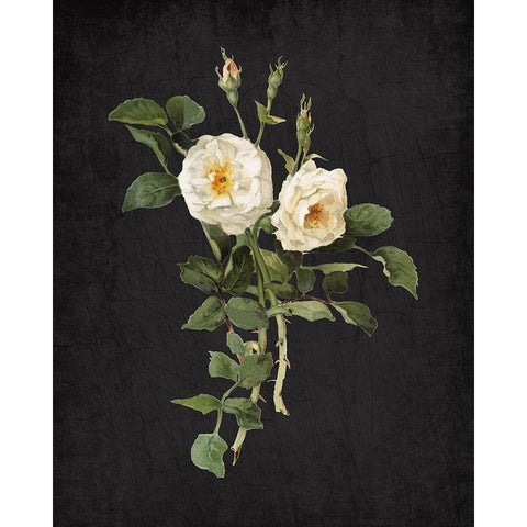 Roses on Black 1 Gold Ornate Wood Framed Art Print with Double Matting by Kimberly, Allen