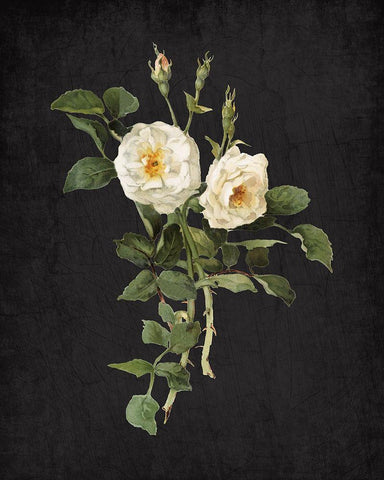 Roses on Black 1 White Modern Wood Framed Art Print with Double Matting by Kimberly, Allen