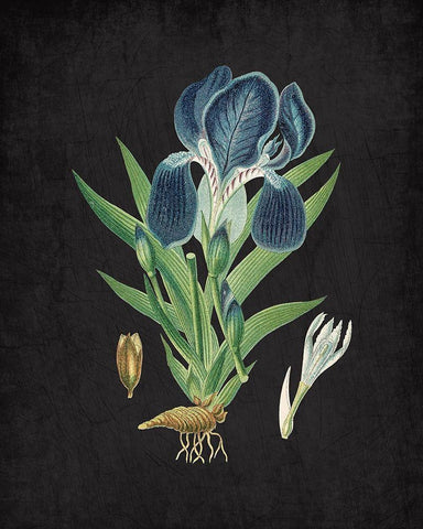 Blue Iris 3 White Modern Wood Framed Art Print with Double Matting by Kimberly, Allen