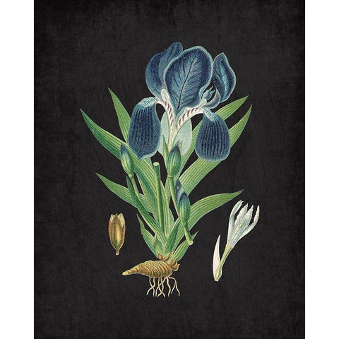 Blue Iris 3 White Modern Wood Framed Art Print by Kimberly, Allen