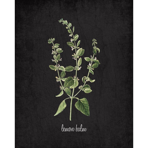 Lemon Balm Black Modern Wood Framed Art Print with Double Matting by Kimberly, Allen