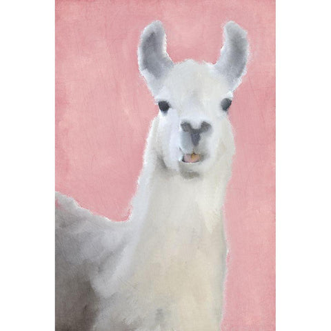 Llama on Pink Black Modern Wood Framed Art Print with Double Matting by Kimberly, Allen