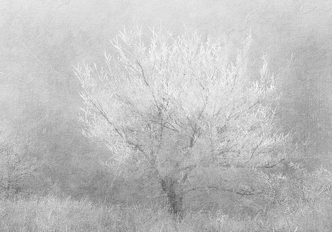 Silver Dreaming Tree Black Ornate Wood Framed Art Print with Double Matting by Kimberly, Allen