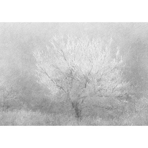 Silver Dreaming Tree Black Modern Wood Framed Art Print by Kimberly, Allen