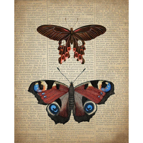 Newspaper Butterfly 2 Black Modern Wood Framed Art Print with Double Matting by Allen, Kimberly