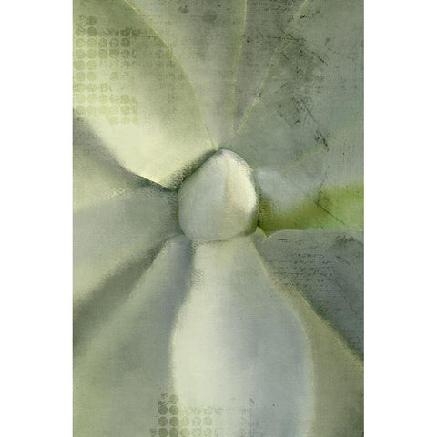 Agave 2 Black Modern Wood Framed Art Print with Double Matting by Kimberly, Allen