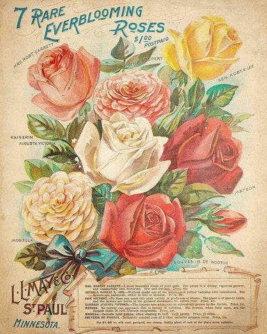 Everblooming Roses Black Ornate Wood Framed Art Print with Double Matting by Kimberly, Allen