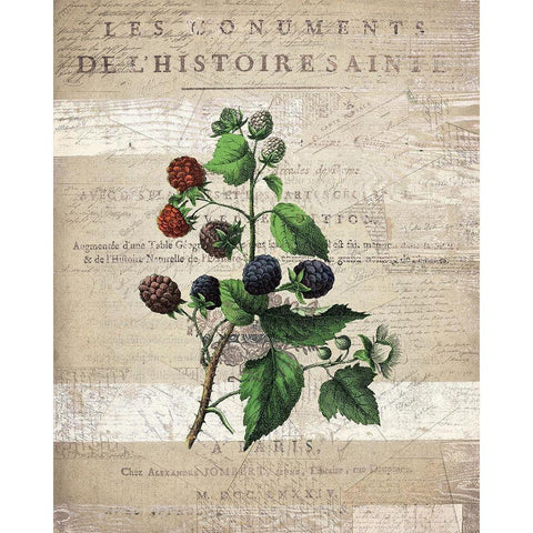 Fruit 4 Black Modern Wood Framed Art Print with Double Matting by Kimberly, Allen