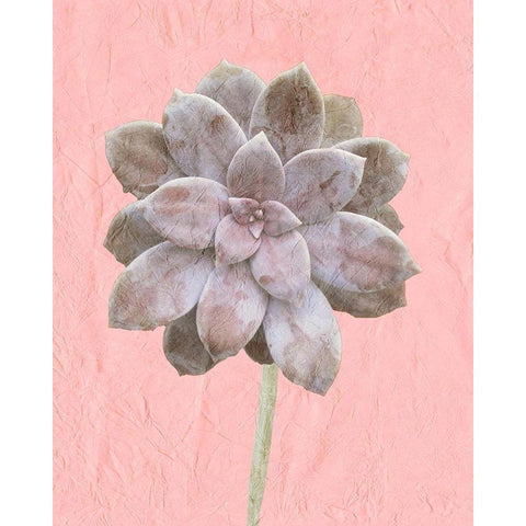 On Pink C White Modern Wood Framed Art Print by Kimberly, Allen