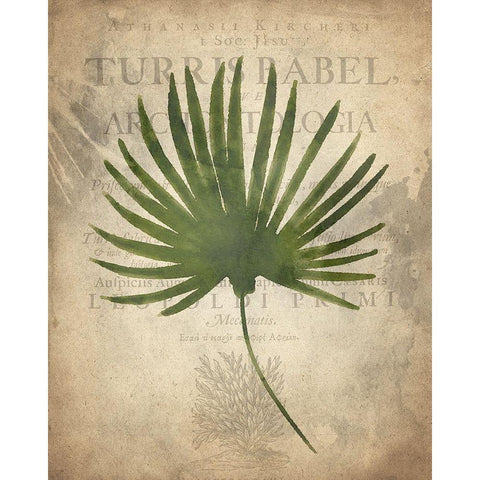 Palms C White Modern Wood Framed Art Print by Kimberly, Allen