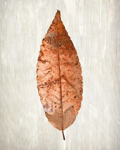 Copper Leaves 1 White Modern Wood Framed Art Print with Double Matting by Kimberly, Allen