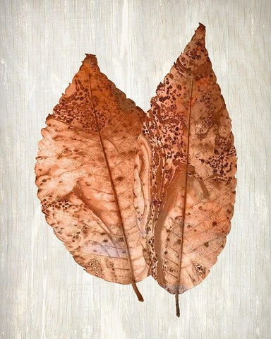 Copper Leaves 2 White Modern Wood Framed Art Print with Double Matting by Kimberly, Allen