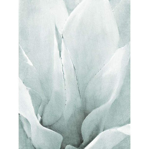 Agave II White Modern Wood Framed Art Print by Kimberly, Allen