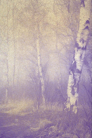 Mystic Forest White Modern Wood Framed Art Print with Double Matting by Kimberly, Allen