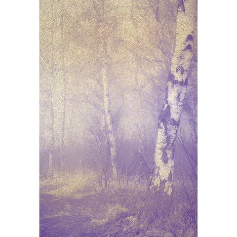 Mystic Forest White Modern Wood Framed Art Print by Kimberly, Allen