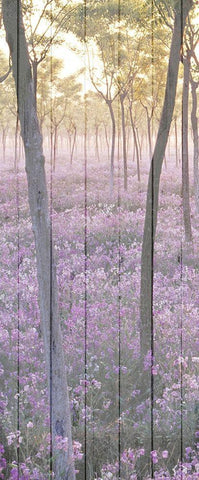 Sunset through the Trees 1 Black Ornate Wood Framed Art Print with Double Matting by Kimberly, Allen