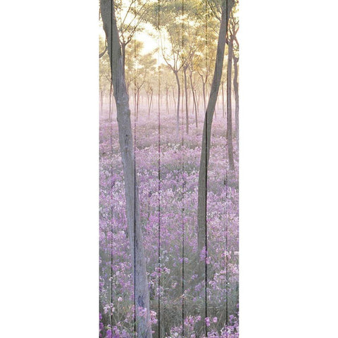 Sunset through the Trees 1 Black Modern Wood Framed Art Print with Double Matting by Kimberly, Allen