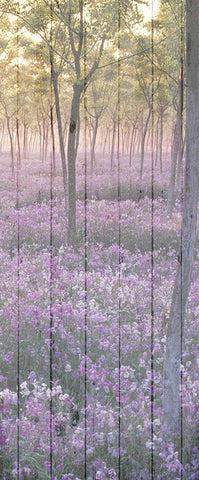 Sunset through the Trees 2 White Modern Wood Framed Art Print with Double Matting by Kimberly, Allen