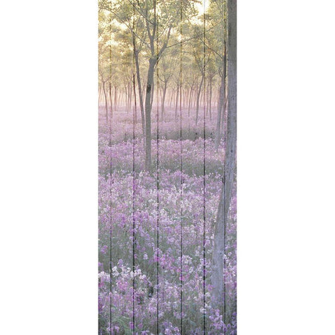 Sunset through the Trees 2 Black Modern Wood Framed Art Print by Kimberly, Allen