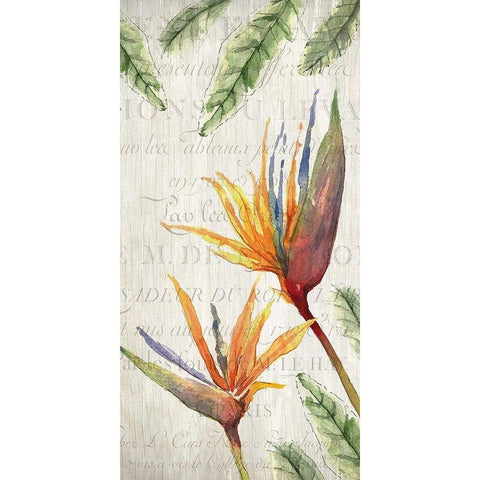 Tropical Blooms 2 Black Modern Wood Framed Art Print with Double Matting by Kimberly, Allen