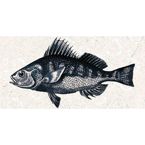 Sea Life 1 Black Modern Wood Framed Art Print by Kimberly, Allen
