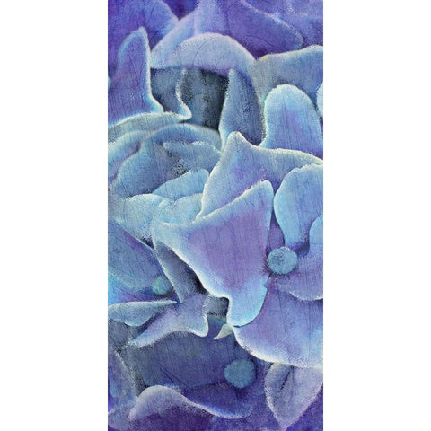 Hydrangea Panel 1 Black Modern Wood Framed Art Print with Double Matting by Kimberly, Allen