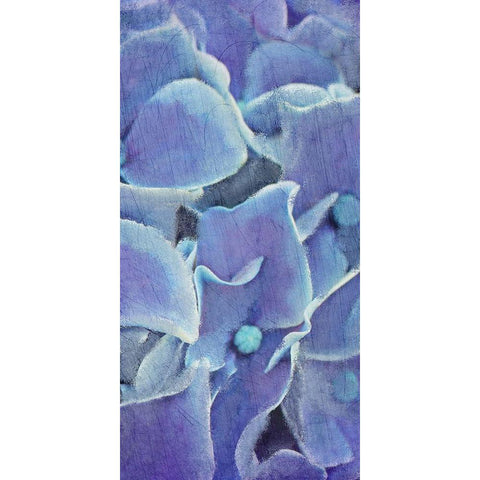 Hydrangea Panel 2 Black Modern Wood Framed Art Print with Double Matting by Kimberly, Allen