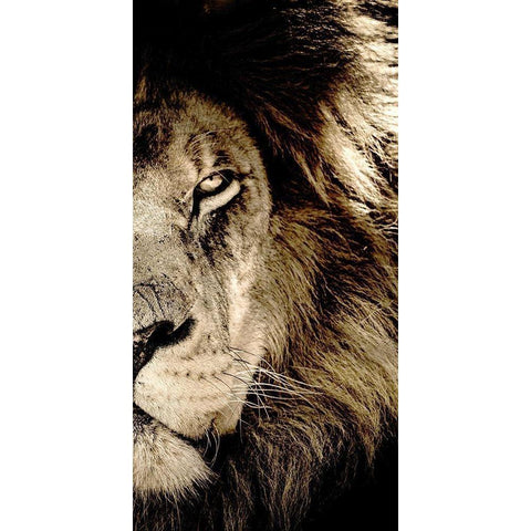 Gaze B Black Modern Wood Framed Art Print by Kimberly, Allen