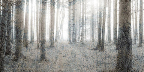 Forest Dream Black Ornate Wood Framed Art Print with Double Matting by Kimberly, Allen