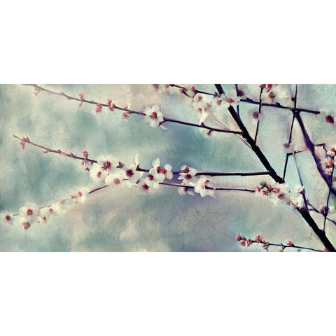 Cherry Blossoms Bloom White Modern Wood Framed Art Print by Kimberly, Allen