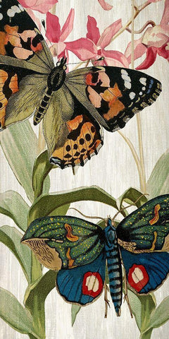 Butterfly World 1 White Modern Wood Framed Art Print with Double Matting by Kimberly, Allen