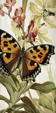 Butterfly World 2 White Modern Wood Framed Art Print with Double Matting by Kimberly, Allen