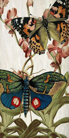 Butterfly World 3 White Modern Wood Framed Art Print with Double Matting by Kimberly, Allen