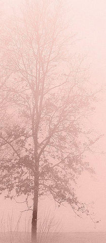 Pinkest Dawn 2 White Modern Wood Framed Art Print with Double Matting by Kimberly, Allen