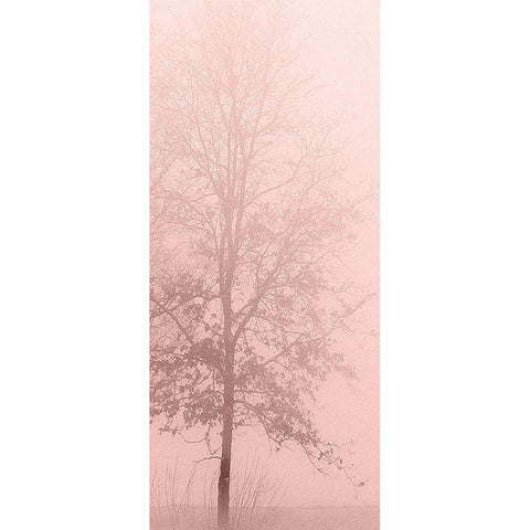Pinkest Dawn 2 White Modern Wood Framed Art Print by Kimberly, Allen
