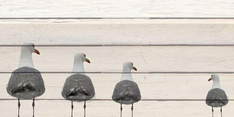Seagulls on Wood Black Ornate Wood Framed Art Print with Double Matting by Kimberly, Allen