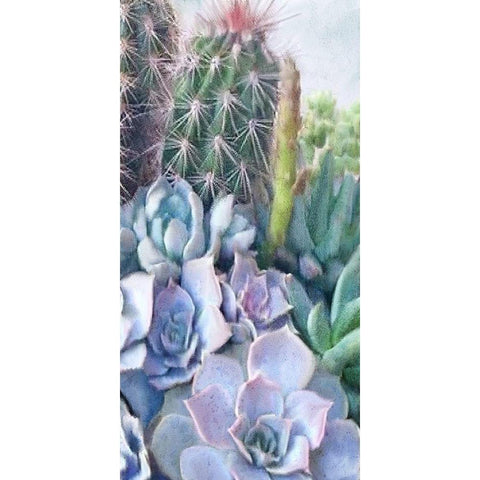 Succulent Garden 1 Black Modern Wood Framed Art Print with Double Matting by Kimberly, Allen