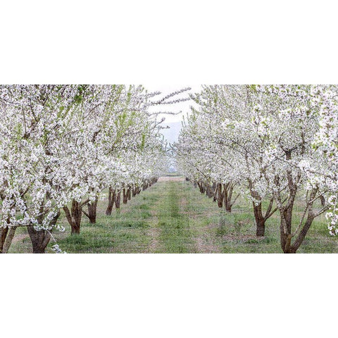 Countryside White Modern Wood Framed Art Print by Kimberly, Allen