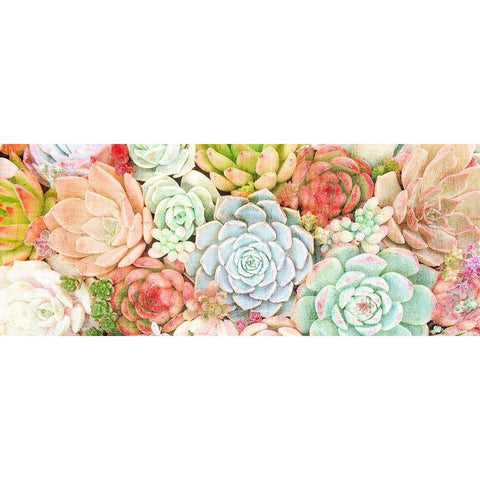 Colorful Succulents 1 Gold Ornate Wood Framed Art Print with Double Matting by Kimberly, Allen