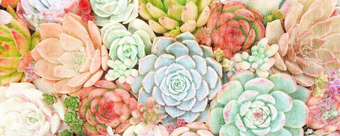 Colorful Succulents 1 White Modern Wood Framed Art Print with Double Matting by Kimberly, Allen